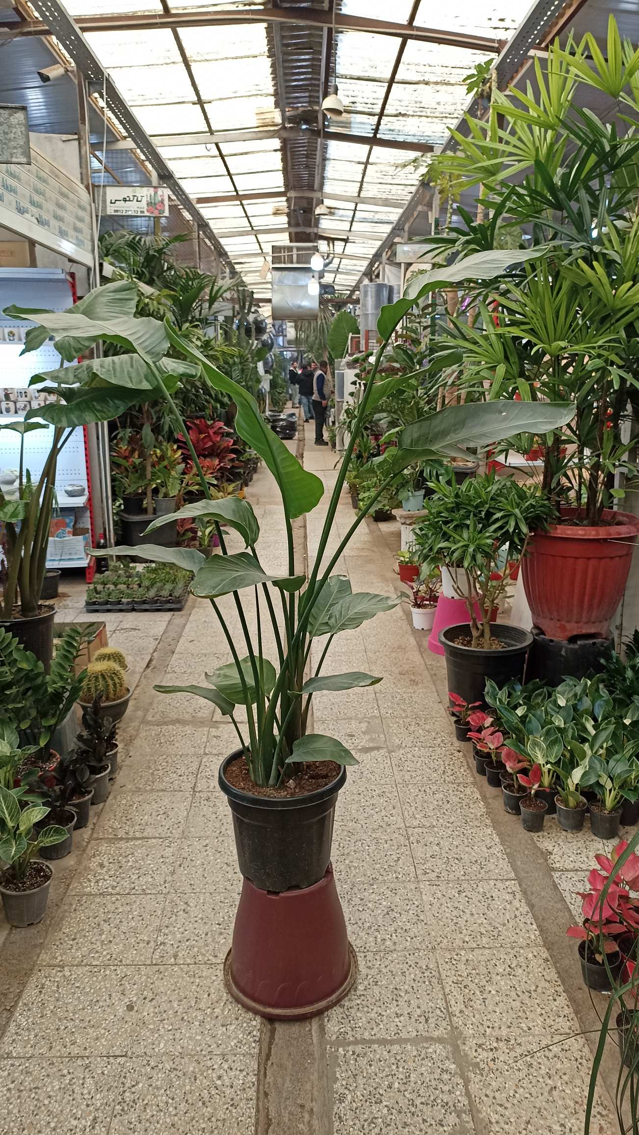 گیاه نخل نیکولای با برگ‌های بزرگ سبز در فضای داخلی