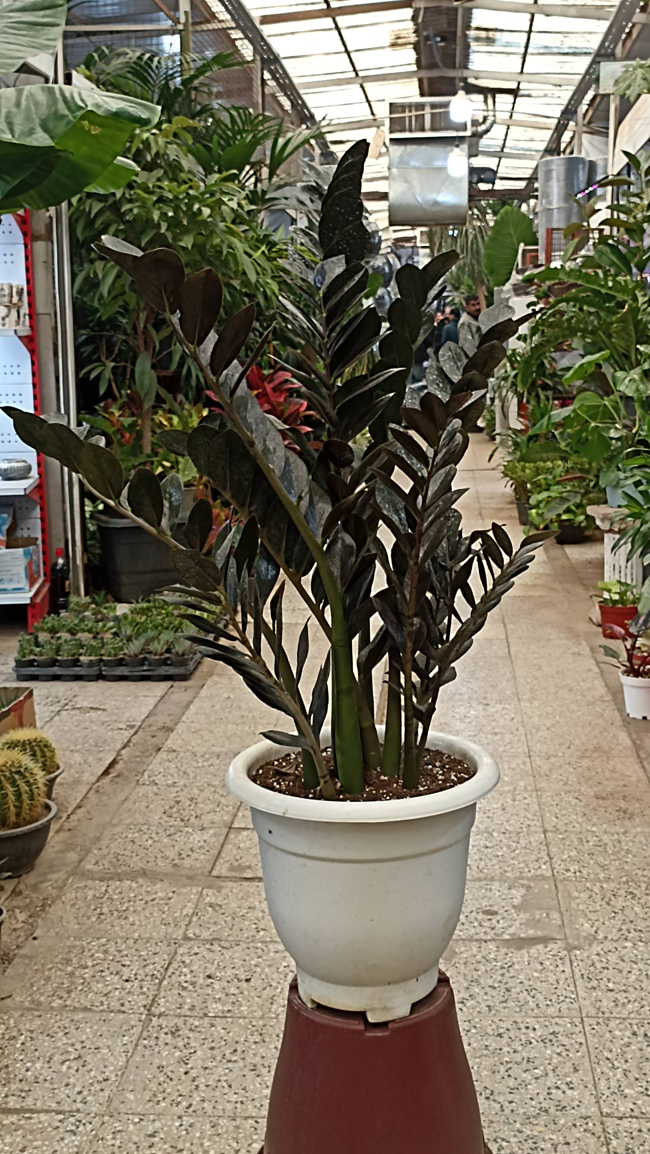 گیاه زاموفیلیا با برگ‌های براق و مقاوم برای محیط کم‌نور