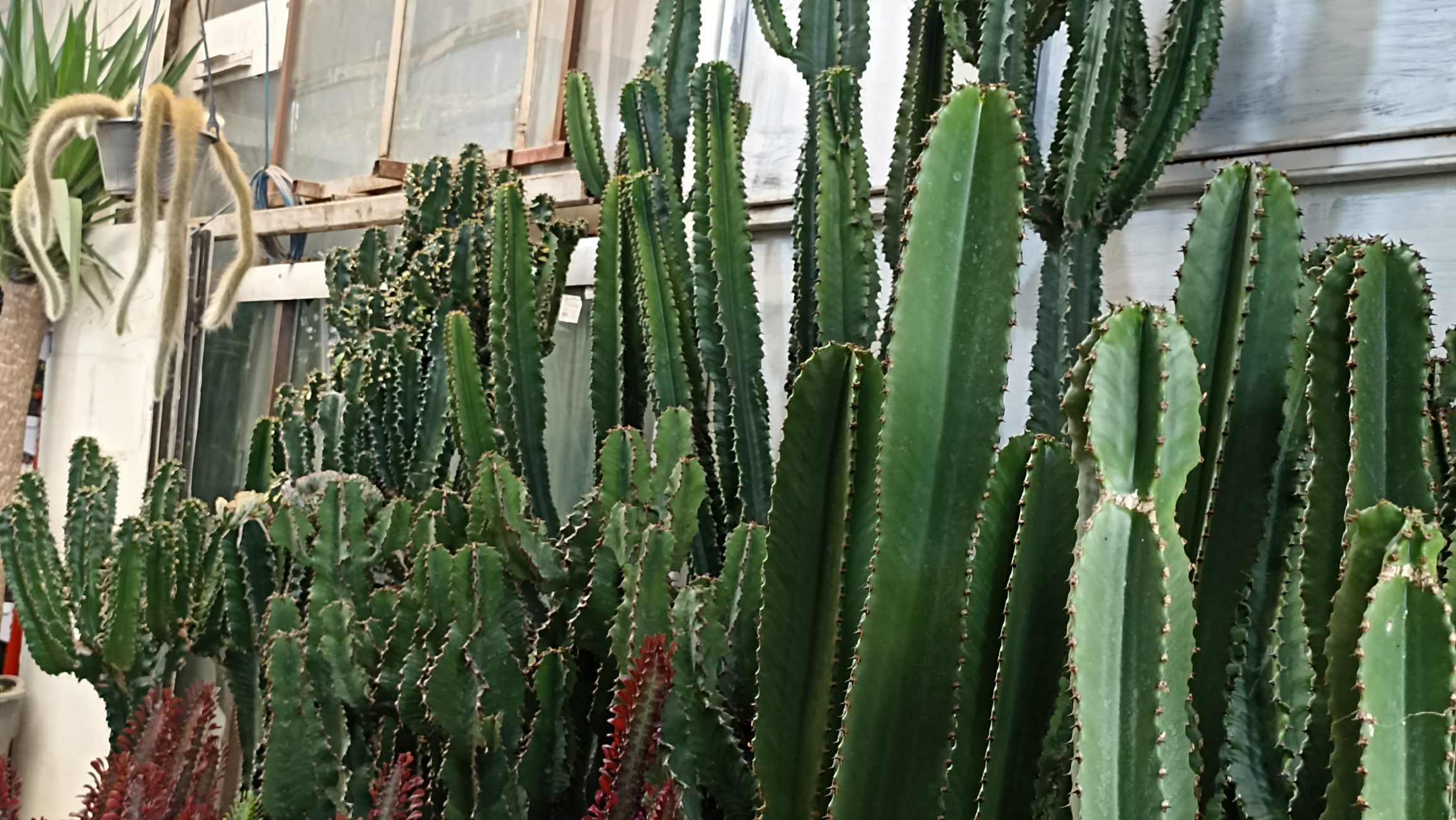 کاکتوس افوربیا با فرم ستونی و ساقه‌های گوشتی