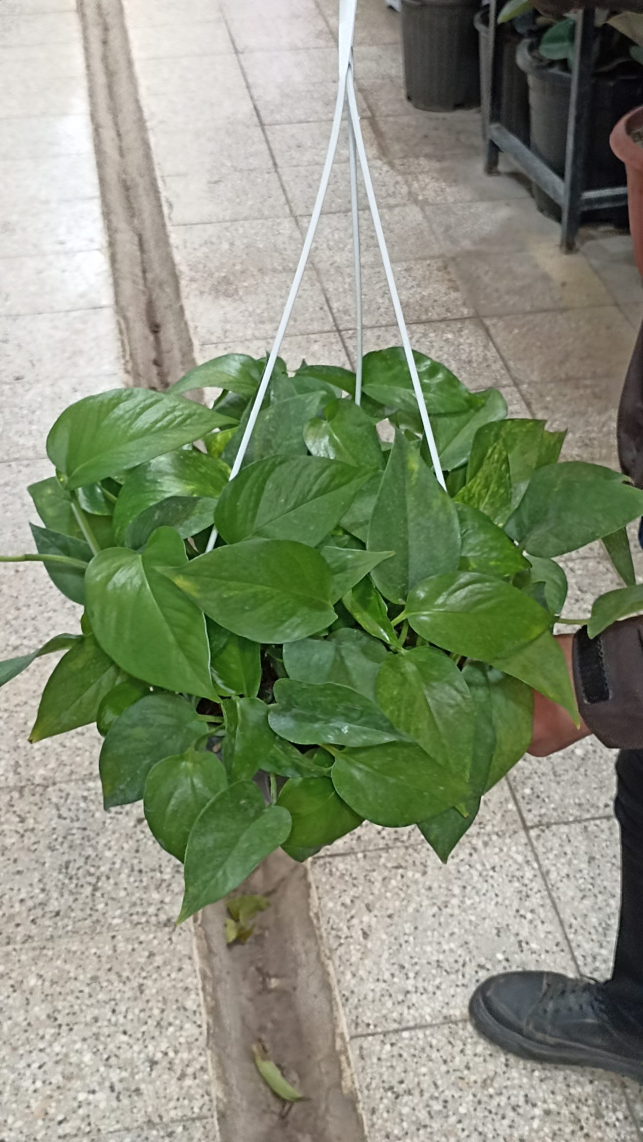 گیاه پتوس رونده با برگ‌های قلبی سبز برای فضای داخلی