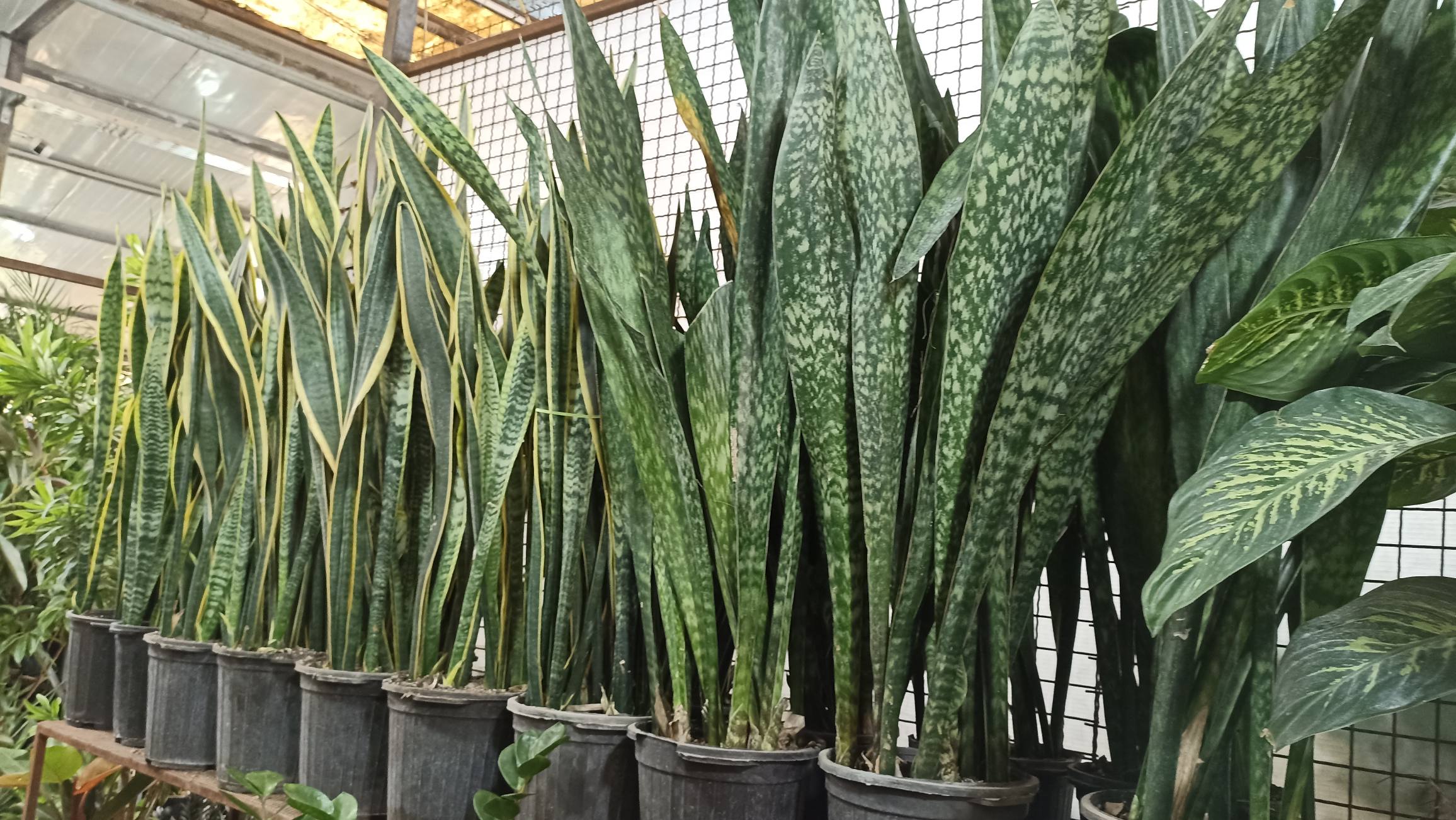 گیاه سانسوریا با برگ‌های شمشیری مناسب نگهداری در آپارتمان