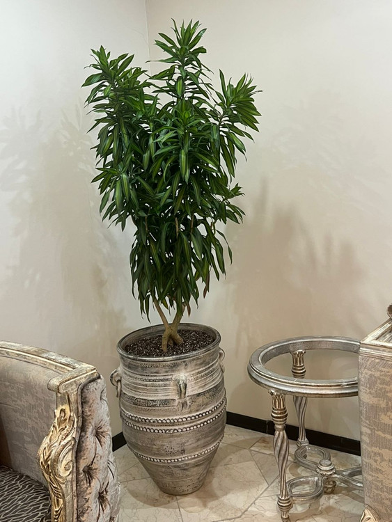 پیله موآ با گلدان سفالی پتینه