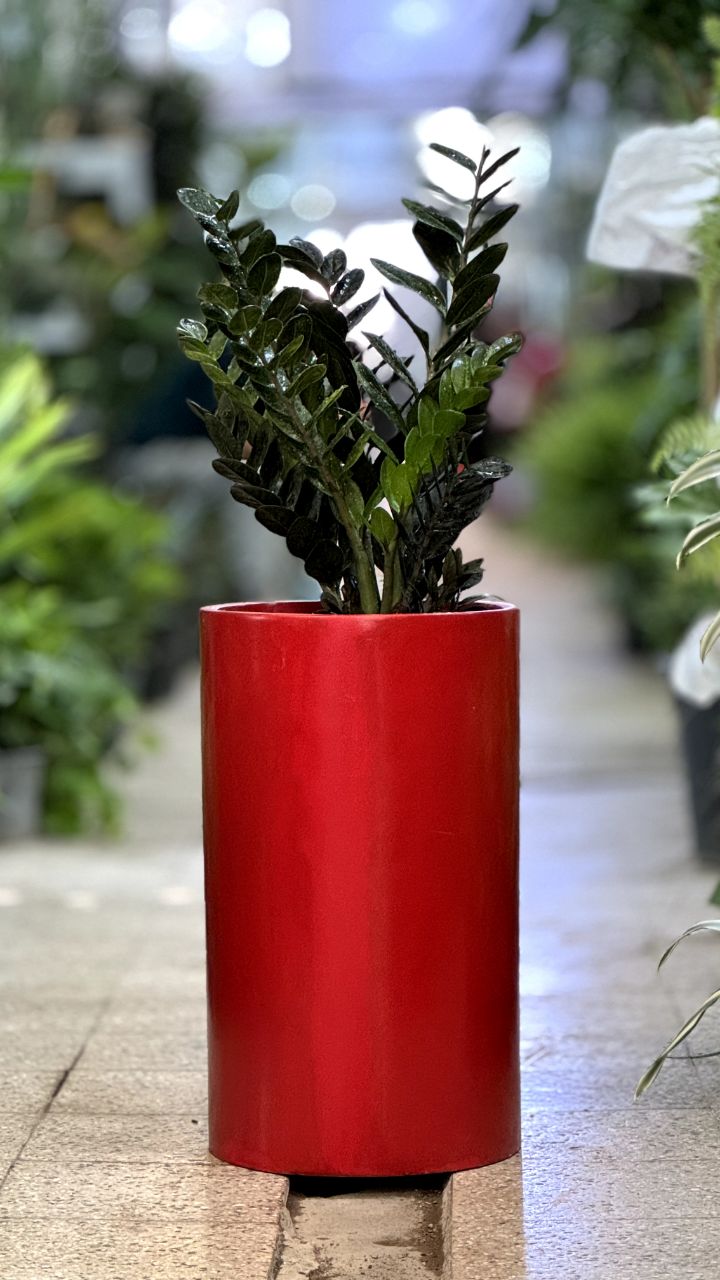 زاموفیلیا سوپربلک با گلدان فایبر گلس