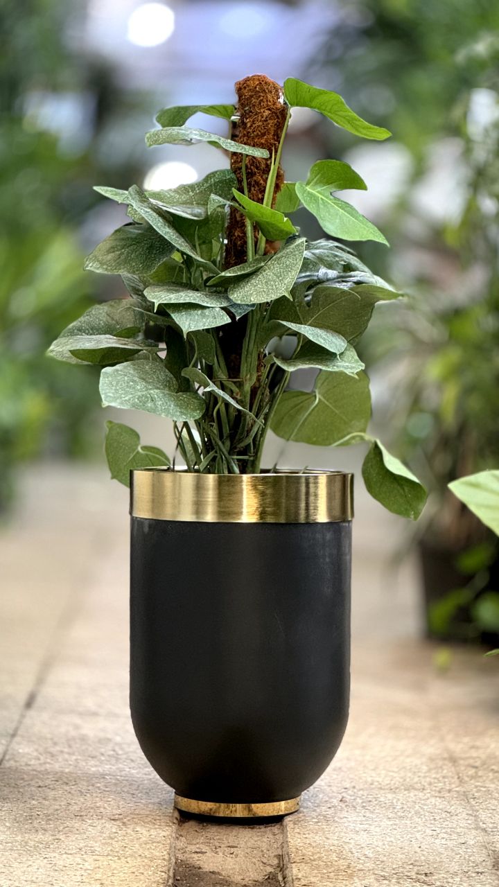 پتوس قیم‌دار همراه گلدان فایبرگلس