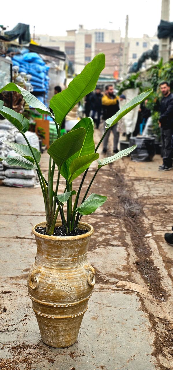 نخل نیکولای۲ بوته همراه گلدان پتینه سفالی