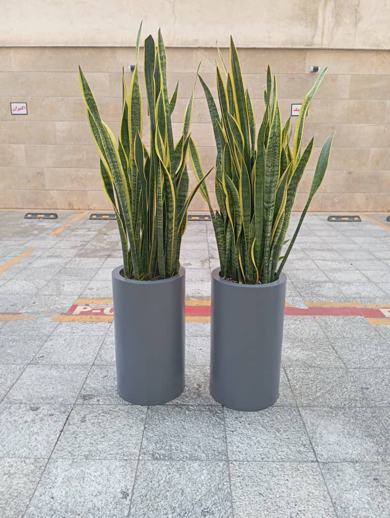 سانسوریا با گلدان سفالی