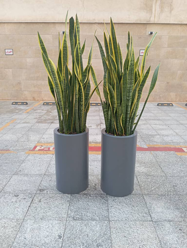 سانسوریا با گلدان سفالی