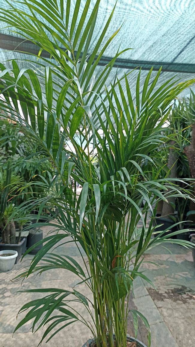 گیاه اریکا با گلدان فلزی چرخدار و زیرکشویی مخفی