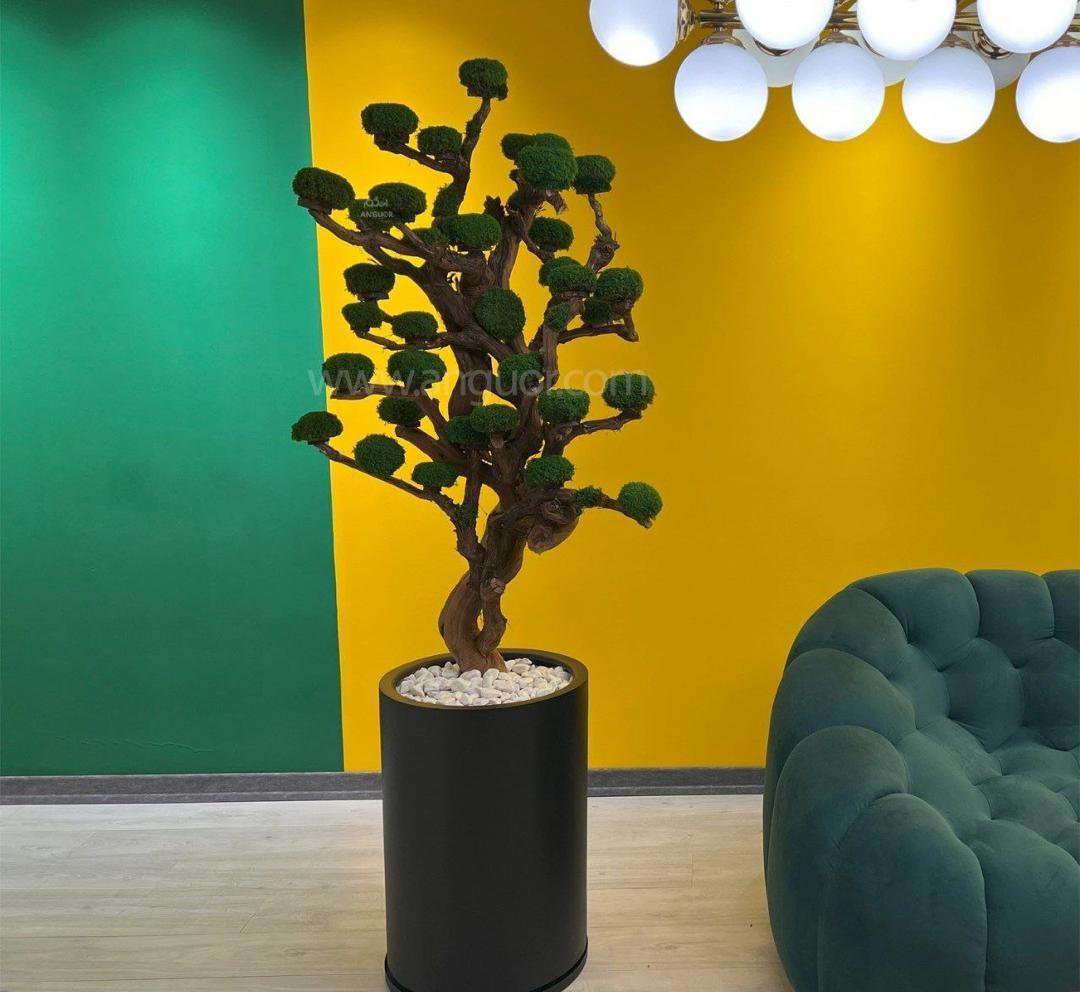 درخت جاودان