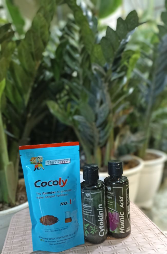 پک رشد انفجاری زاموفیلیا(شامل سه کود)