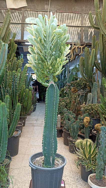 افوربیا پویسونی جذاب