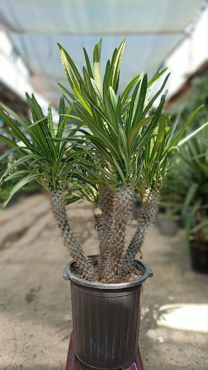 نخل ماداگاسکار ۵۰ سانتی