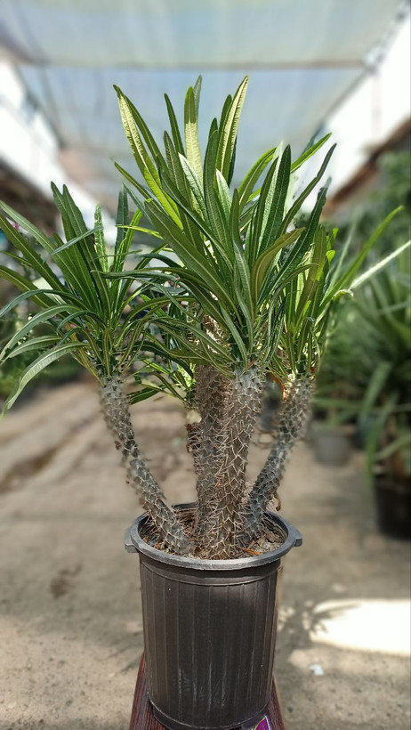 نخل ماداگاسکار ۵۰ سانتی