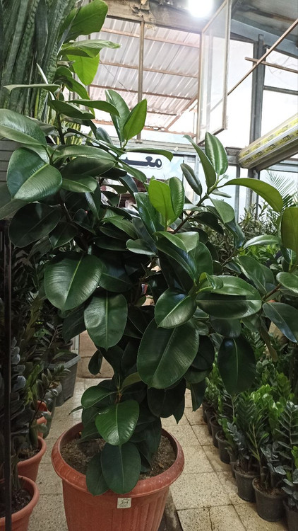 فیکوس سبز صوفیا