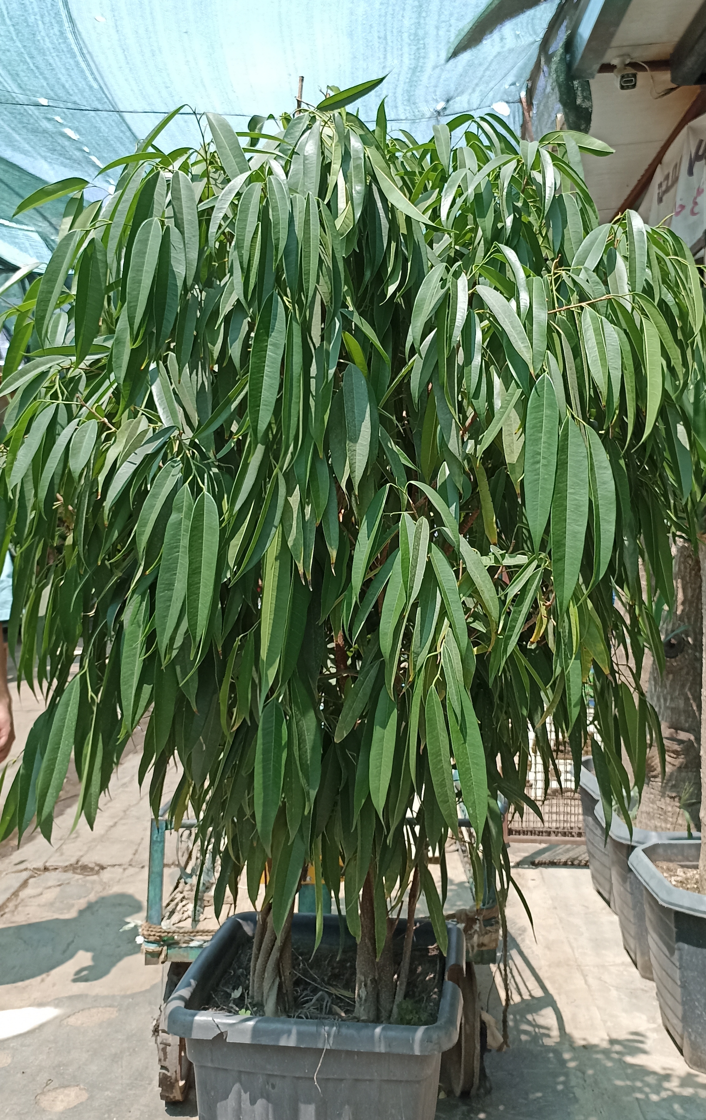 بنجامین آمستل(ارتفاع ۲ متر) همراه با گلدان فایبرگلس طوسی