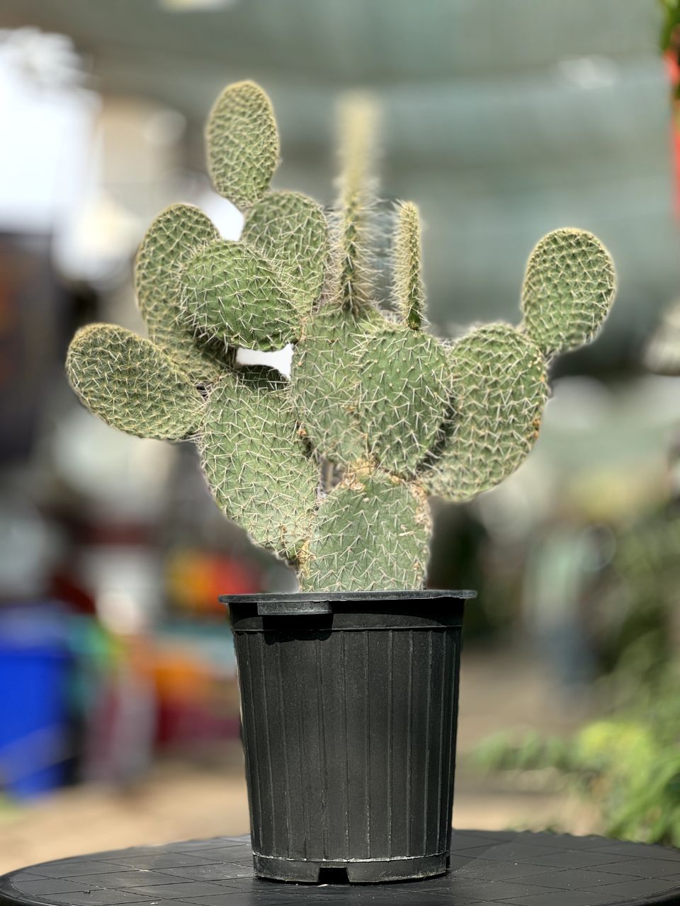 کاکتوس اپونتیا(زبان مادرشوهر) پنج‌ساله با هفت راکت مخصوص جای پرنور
