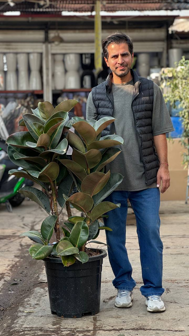 فیکوس سوفیا بلک سه شاخه با ارتفاع ۱۴۰ سانت