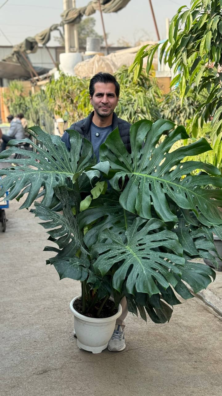 گیاه محبوب برگ انجیری مانسترا دلیسوزا مناسب دکور لوکس و خاص