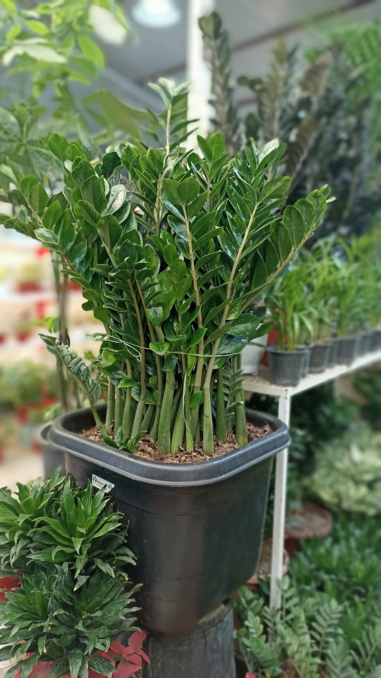 زاموفیلیا سبز بزرگ ۶۰ غلاف مناسب خانه و فضاهای لوکس