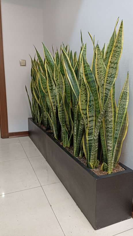 فلاور باکس فایبرگلاس سانسوریا ابلق