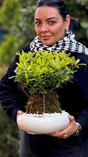 بونسای میخک هندی (طرح خاص، مناسب هدیه و سایز متوسط)