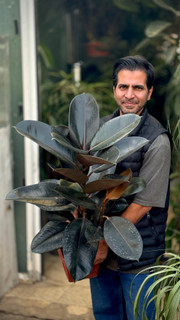 فیکوس الاستیکا بلک Ficus Elastica “Black “ - premium
