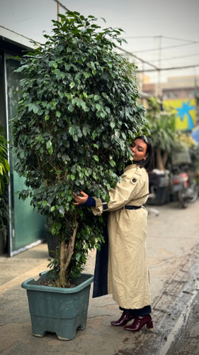 ابعاد کوچک هم موجود است