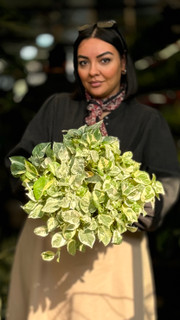 پتوس ارتشی - گیاه آپارتمانی آویز و کلاسیک (Marble Queen)