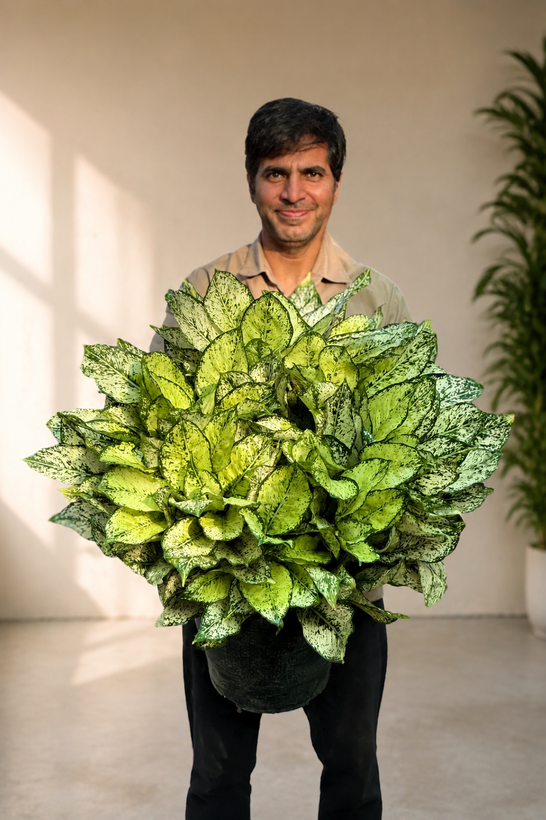 آگلونما ( آگلونمای برفی)