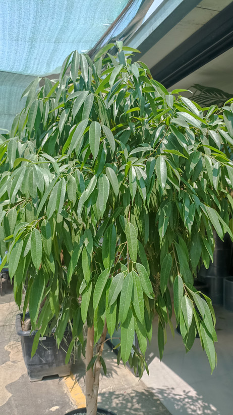 بنجامین آمستل(ارتفاع ۲ متر)