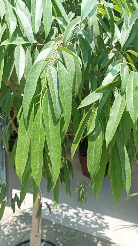 بنجامین آمستل(ارتفاع ۲ متر)