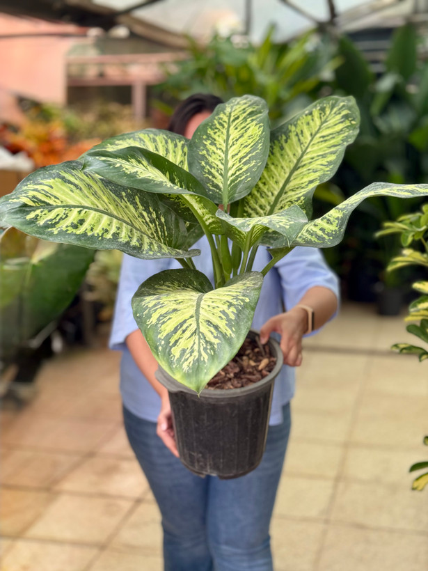 گیاه آپارتمانی دیفن باخیا سطل ۷ (Dieffenbachia)