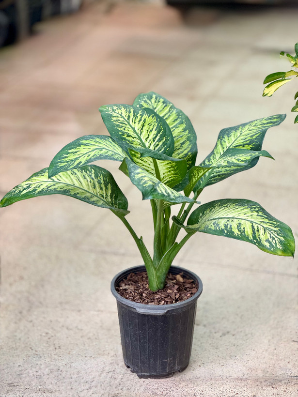 گیاه آپارتمانی دیفن باخیا سطل ۷ (Dieffenbachia)