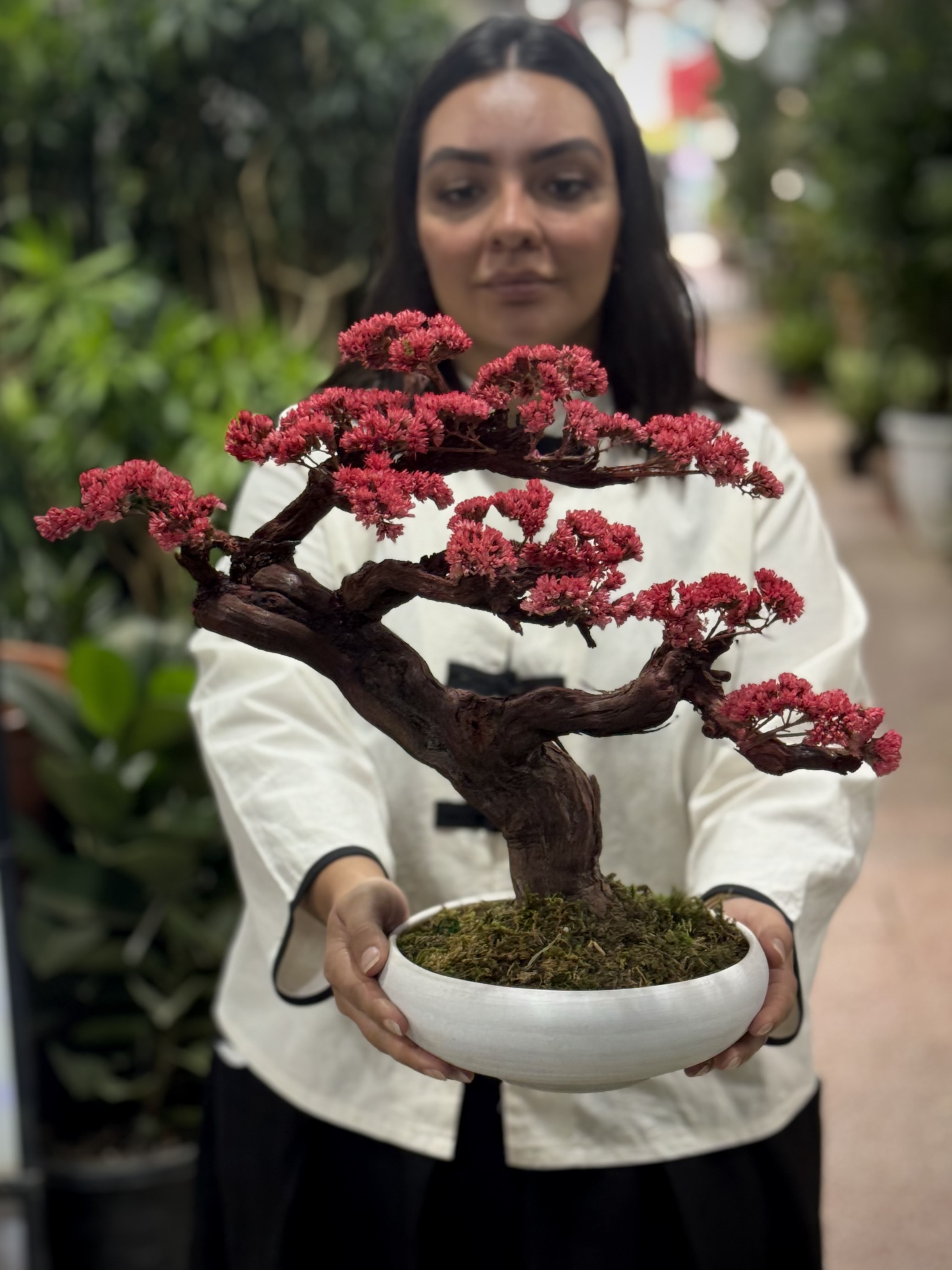 بونسای گیاه جاودان هورتانسیا