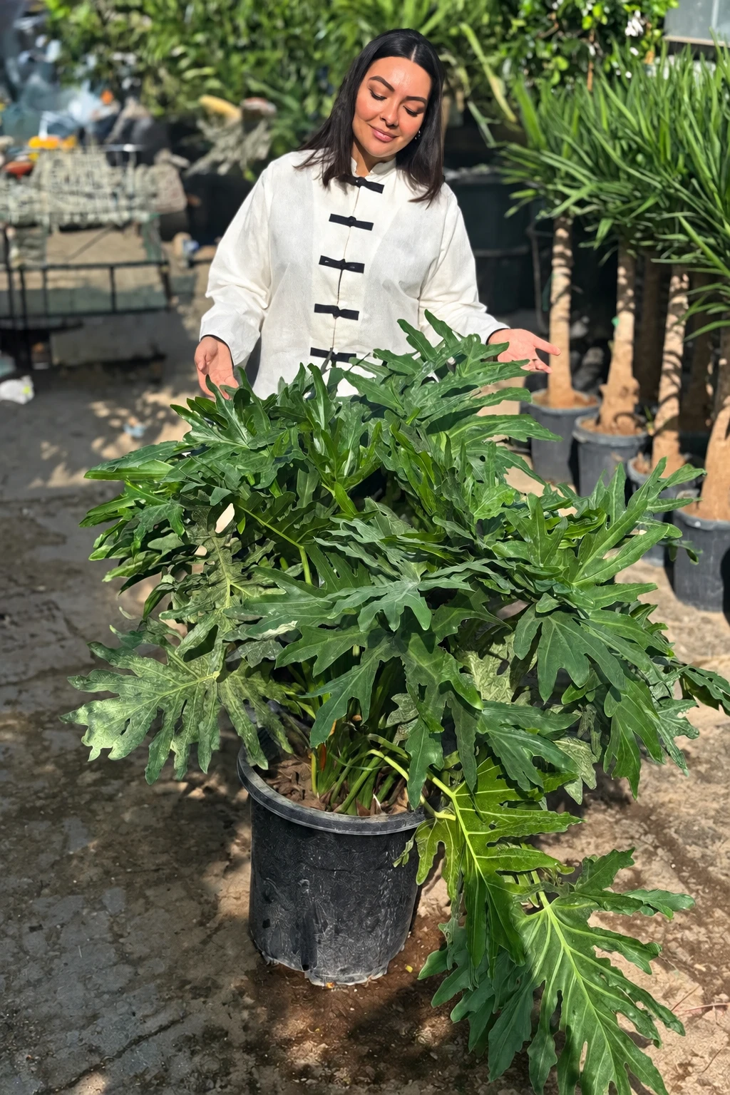 برگ انجیری فر (سلوم)