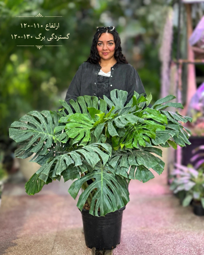 گیاه برگ انجیری مونسترا (پایه مادری)